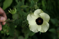 Hibiscus vitifolius